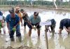 Bupati Jayapura Dampingi Gubernur Papua Tanam Perdana Di Lahan Cetak Sawah Rakyat